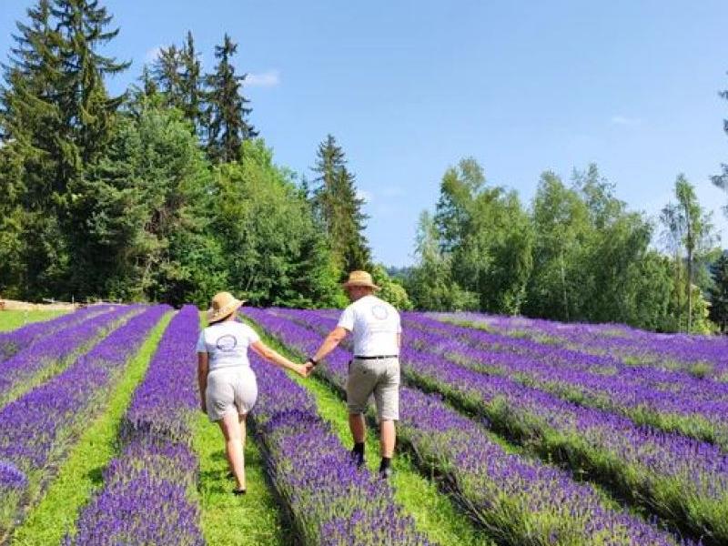 Blue Hill – lavender growing View enlarged image Blue Hill – lavender growing