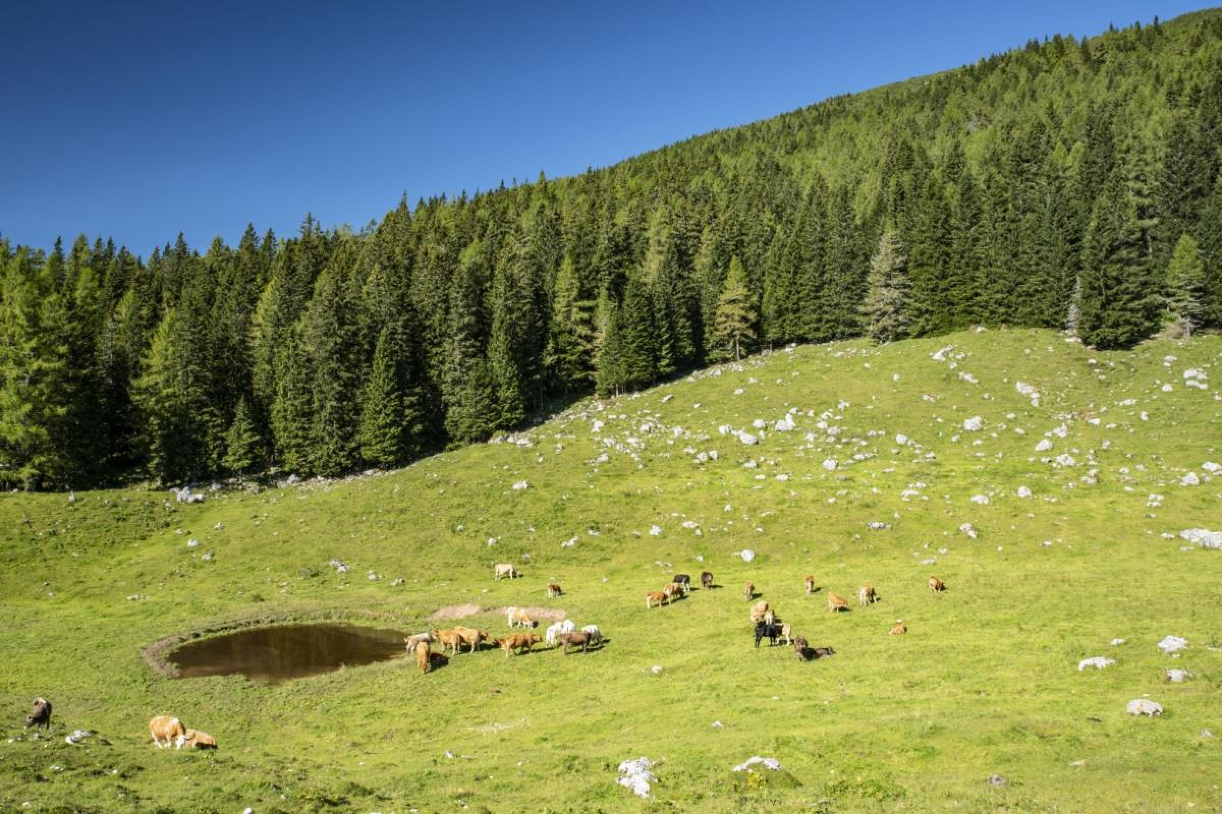 View enlarged image Loka Alpine Pasture