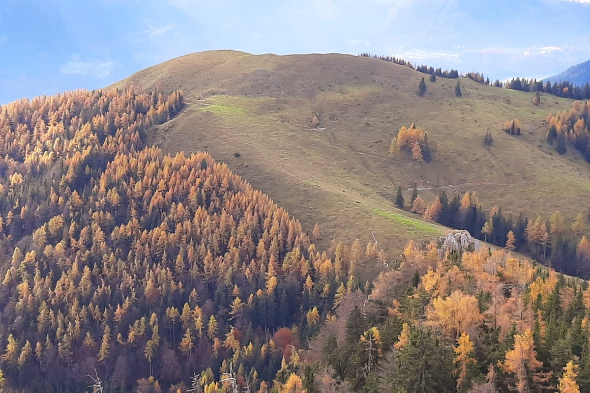 Lepenatka Lepenatka