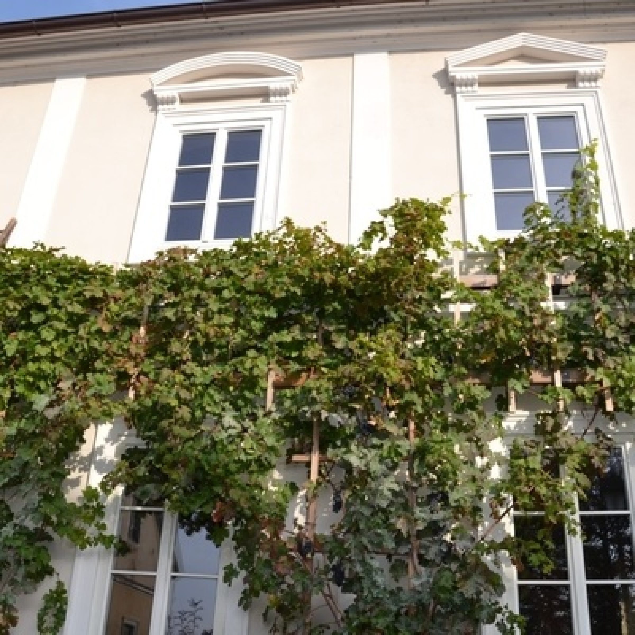 Ogled povečano sliko Potomka Stare trte