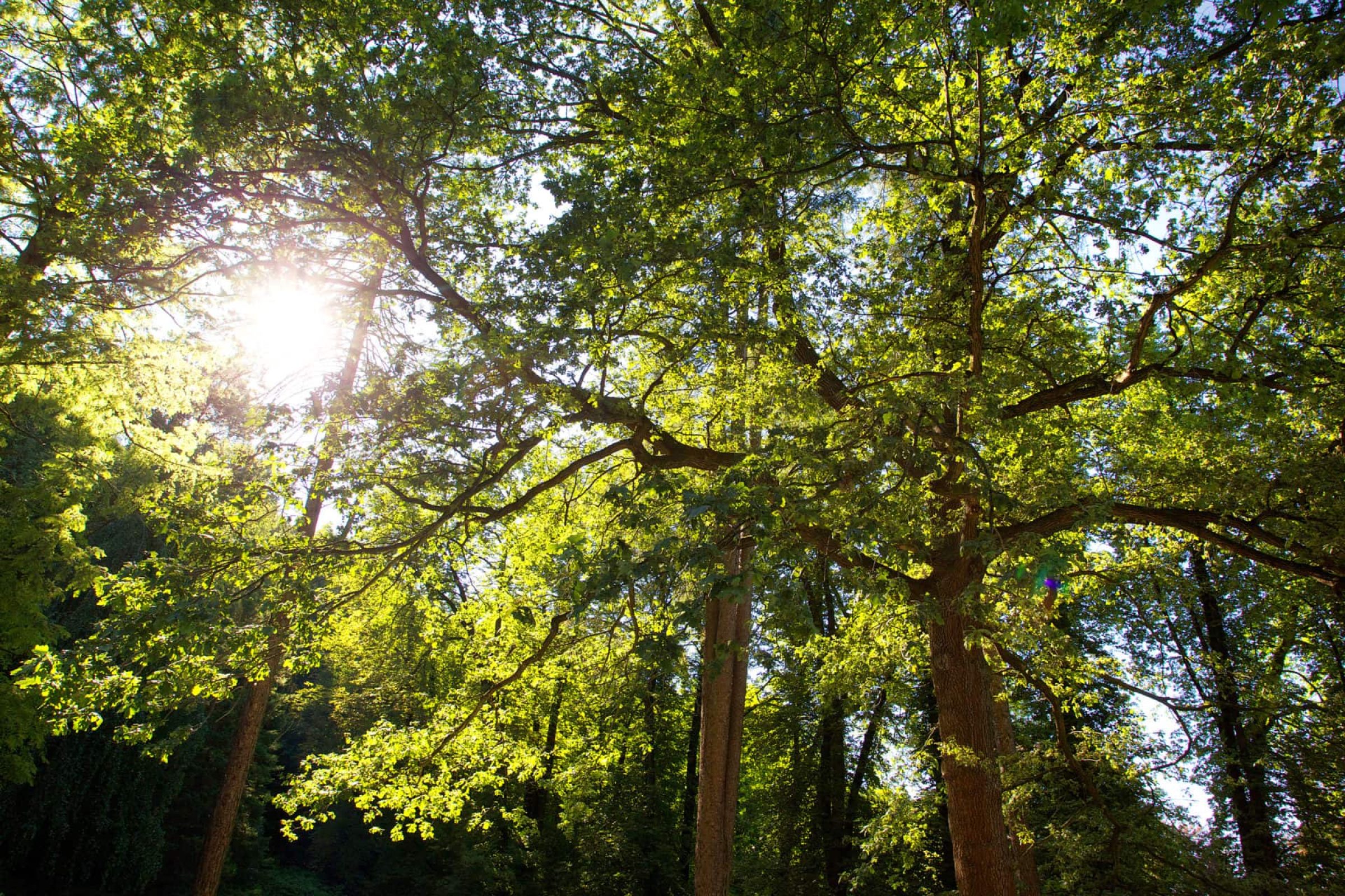 Ogled povečano sliko Mestni park