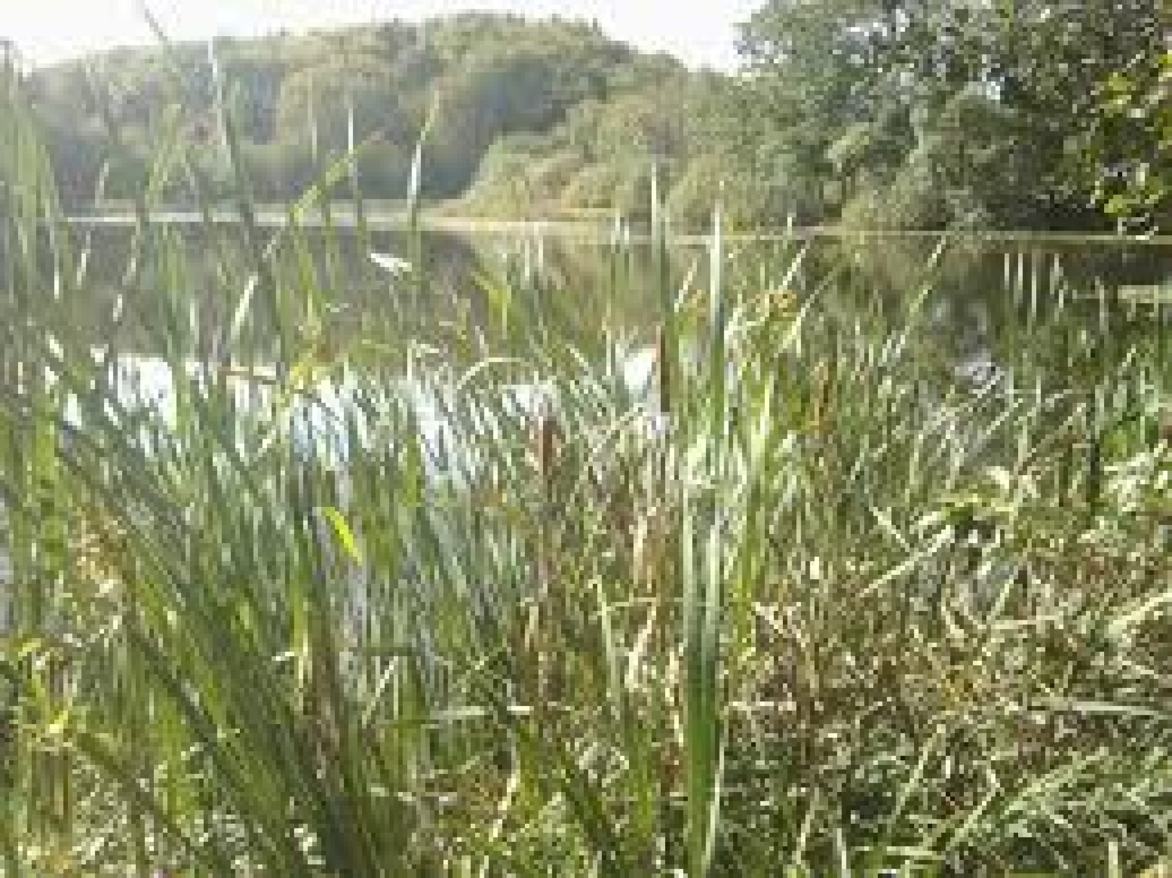 Ogled povečano sliko Naravoslovna učna pot Petelinjek