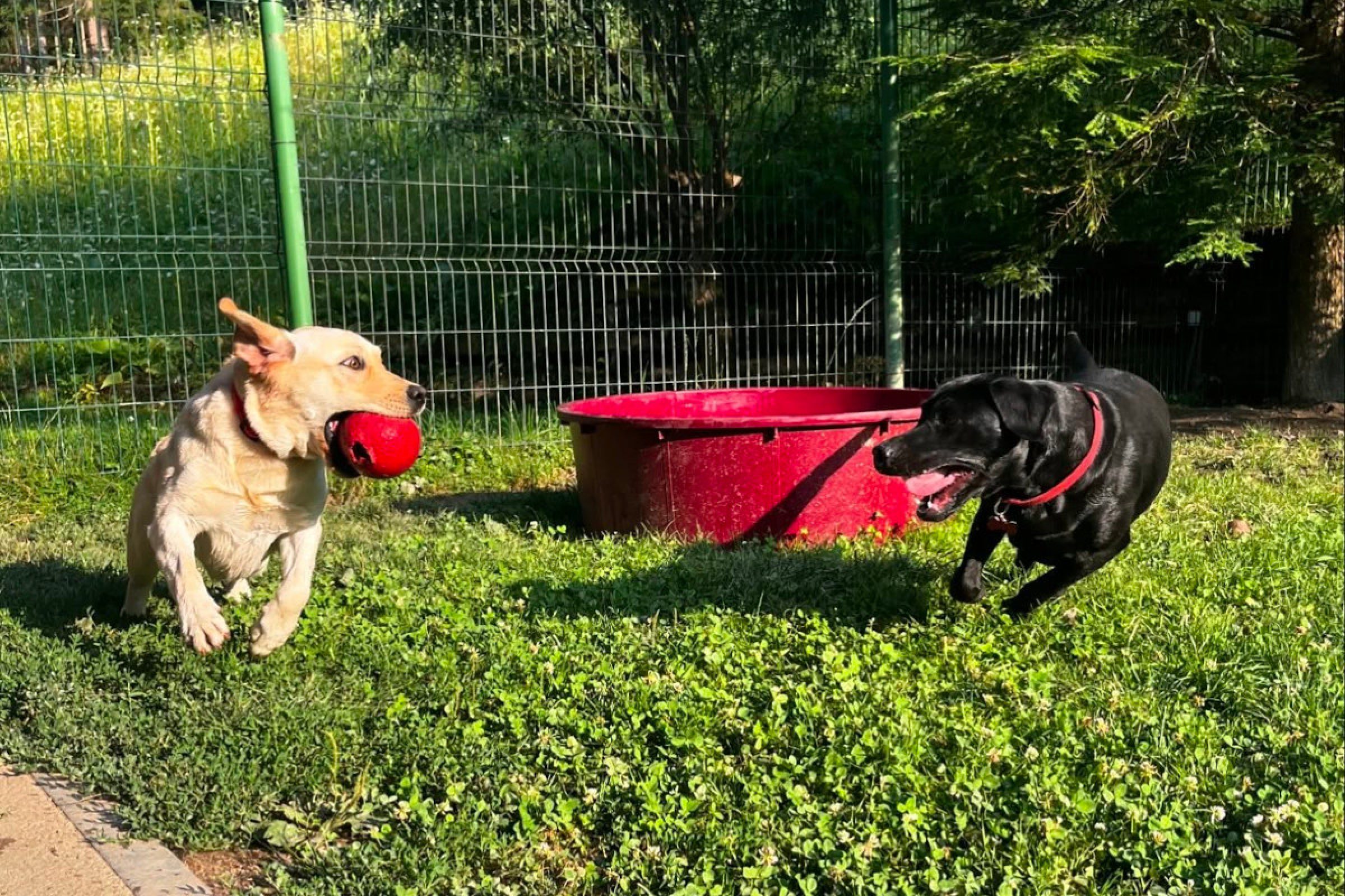 Ogled povečano sliko Pasji hotel in salon za pse Canis