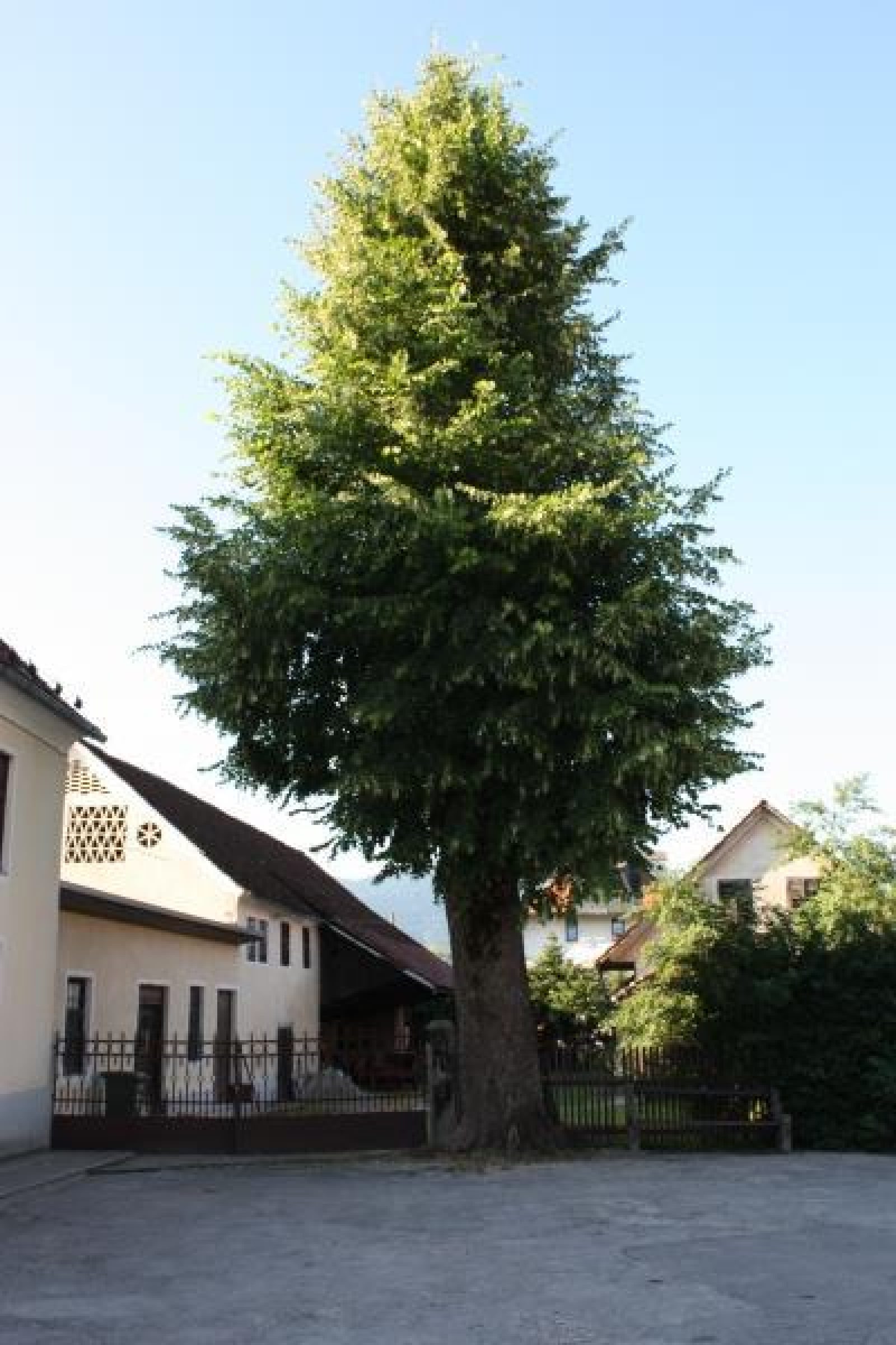 Ogled povečano sliko Bohačeva lipa