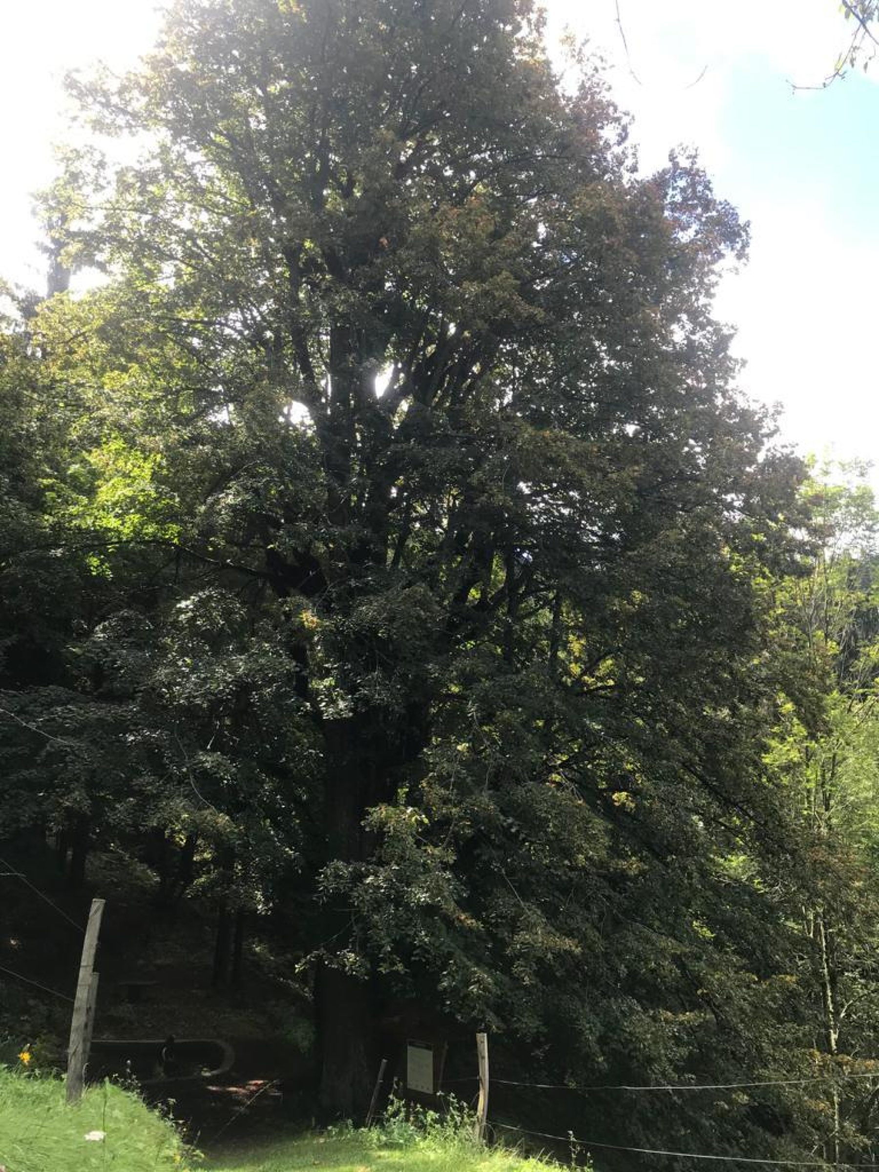 Ogled povečano sliko Kladnska lipa