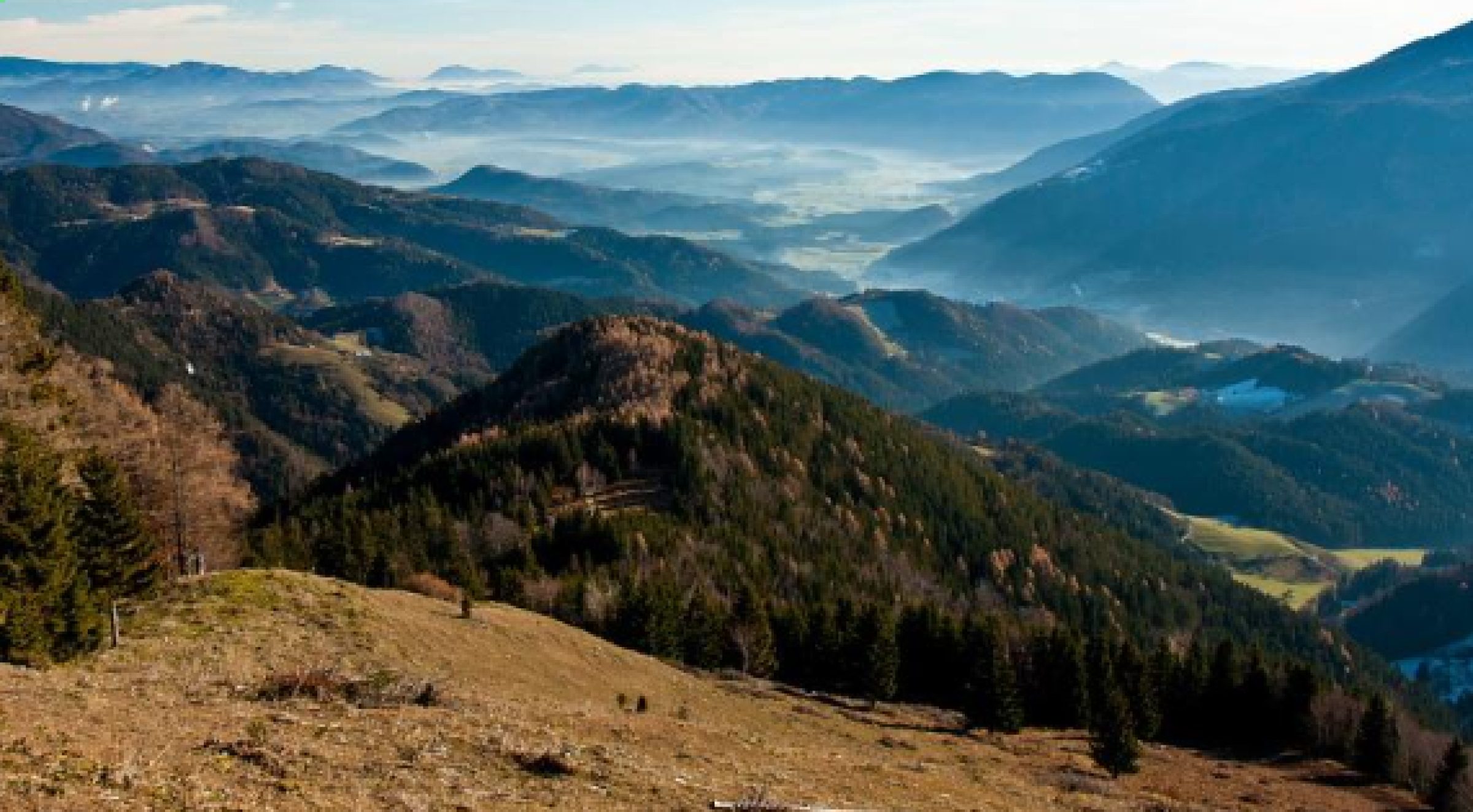 Ogled povečano sliko Lepenatka