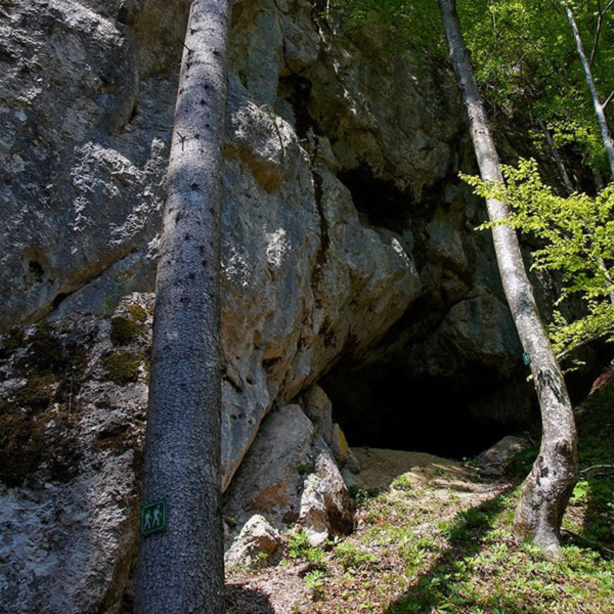 Ogled povečano sliko Trbiška zijavka
