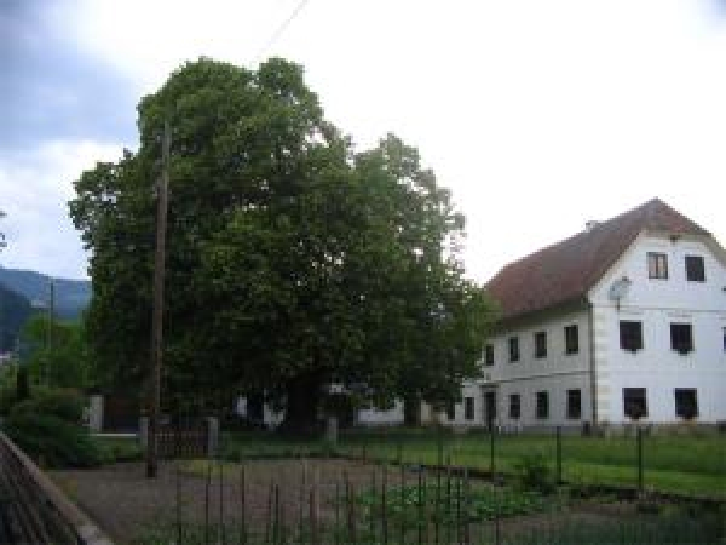 Ogled povečano sliko Kolenčeva lipa