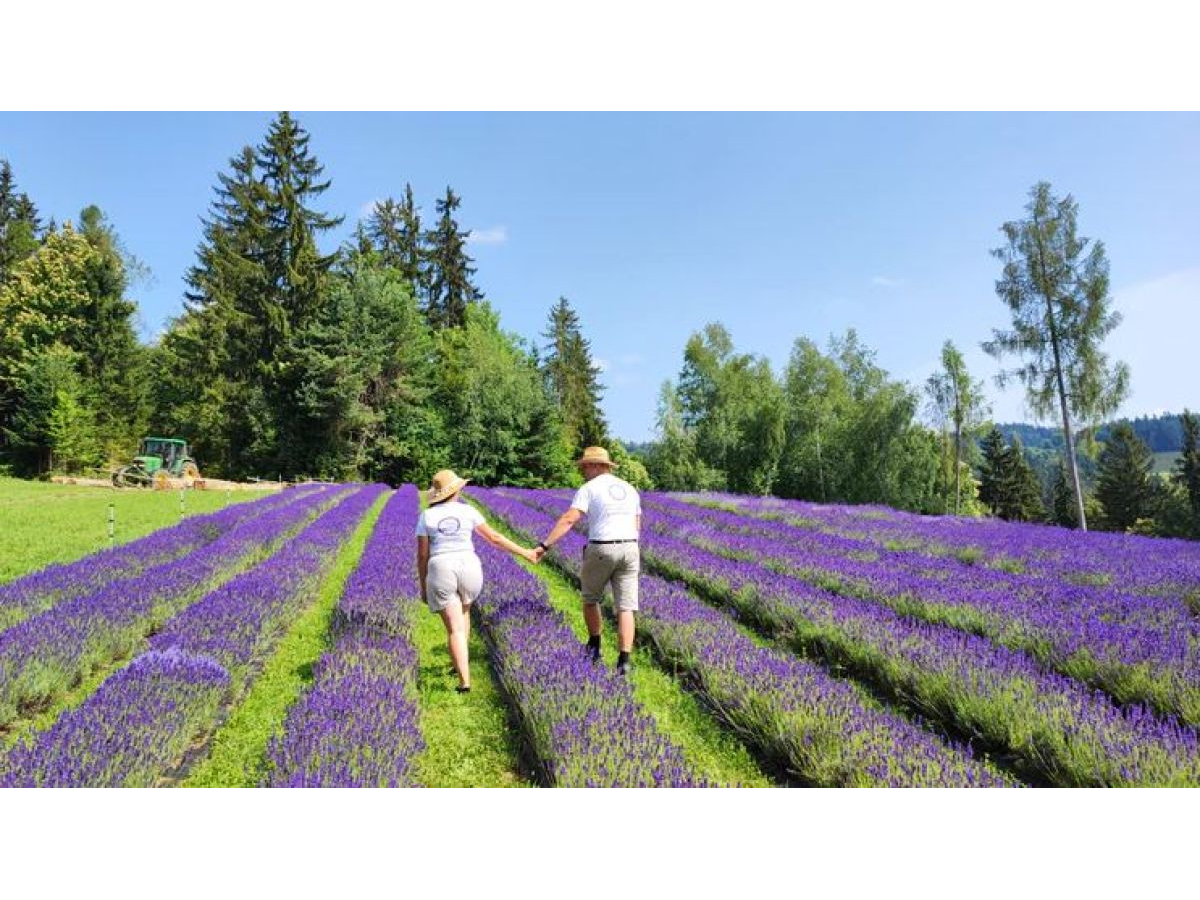   Blue hill – lavender growing 